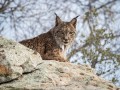 Miradouro do Lince